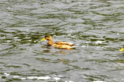 dsc_3973x.jpg